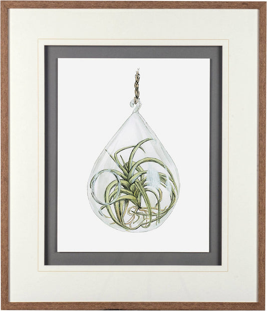 Mercana - Air Plant 3 by Harvey, Brenna a Framed Art Print Matted under Glass - 10294 view 2