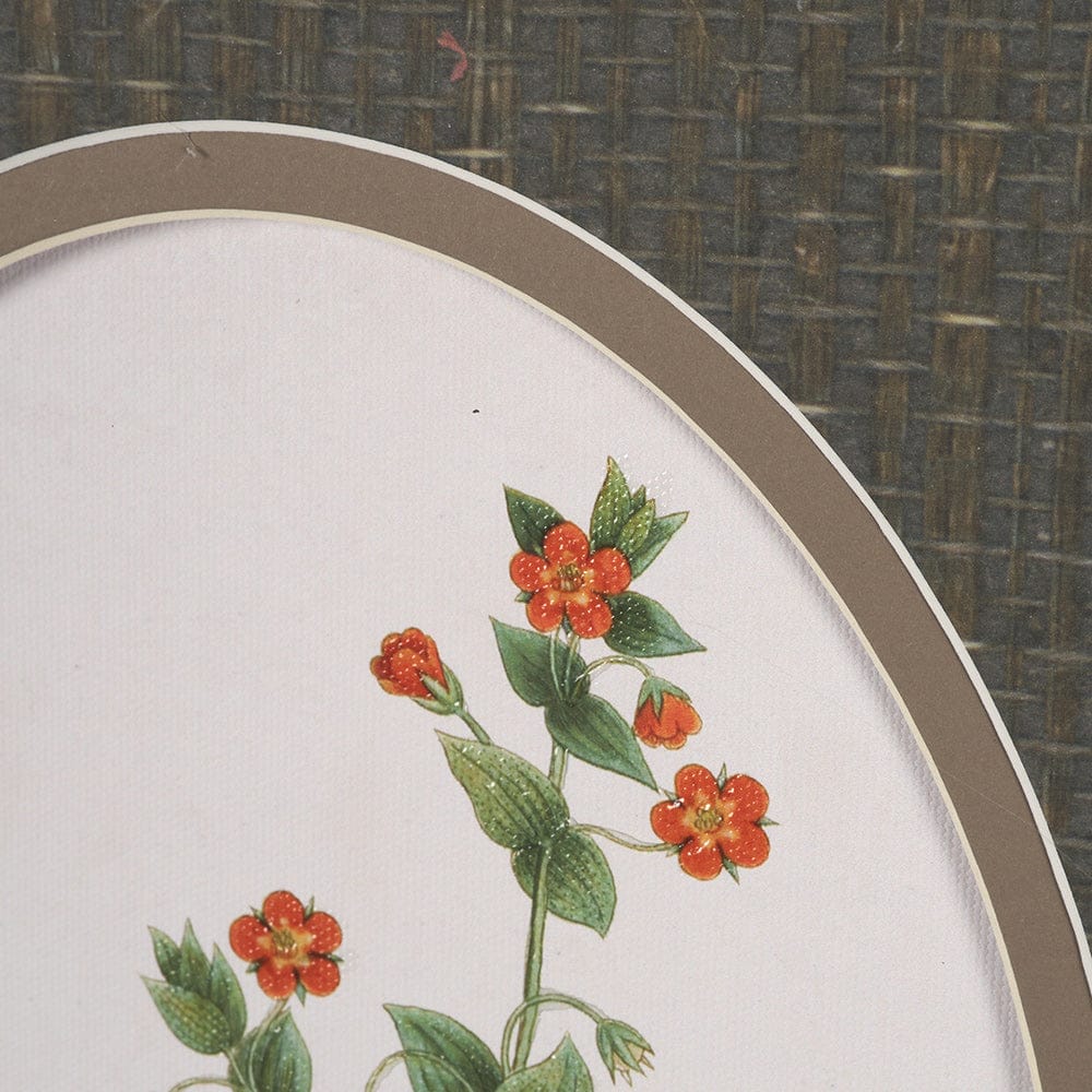 Mercana - Anagallis Arvensis Flowers by Pierre Joseph Redoute a Hand Embellished Framed Print under Glass - 15807 view 7