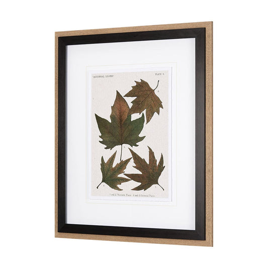 Mercana - Autumnal Leaves IV by Vision Studio a Framed Art Print Matted under Glass - 10683 view 2