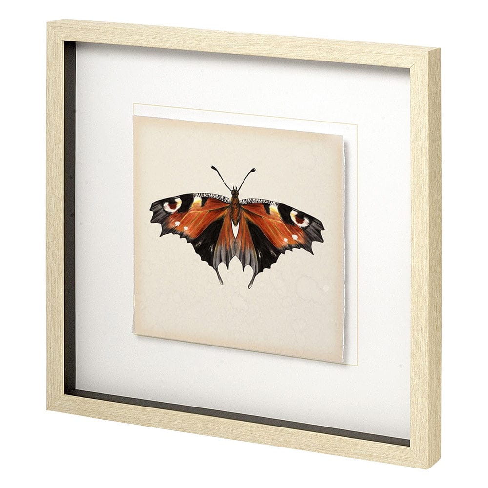 Mercana - Butterfly Study IV by Melissa Wang a Hand Embellished Textured Framed Art Print Matted under Glass - 11351 view 1