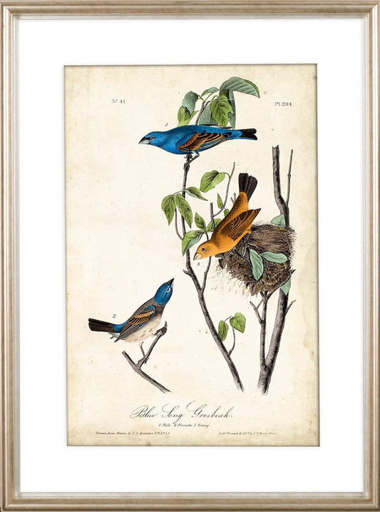 Mercana - Custom Blue Song Grosbeak MC by Audubon a Framed Art Print Matted under Glass - 10473 view 2