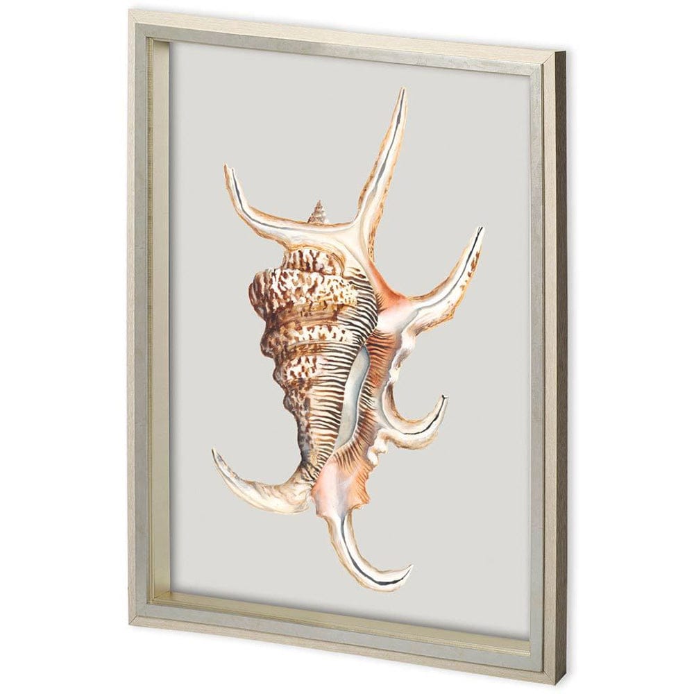 Mercana - Custom Spider Conch by Maleki, Ferdos a Framed Art Print Matted under Glass - 11220 view 1
