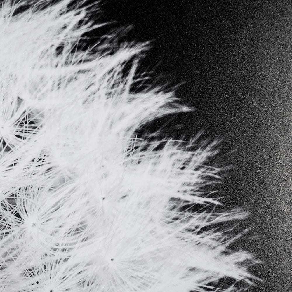 Mercana - Dandelion on Black I by Aledanda a Framed Art Print Matted under Glass - 13338 view 7