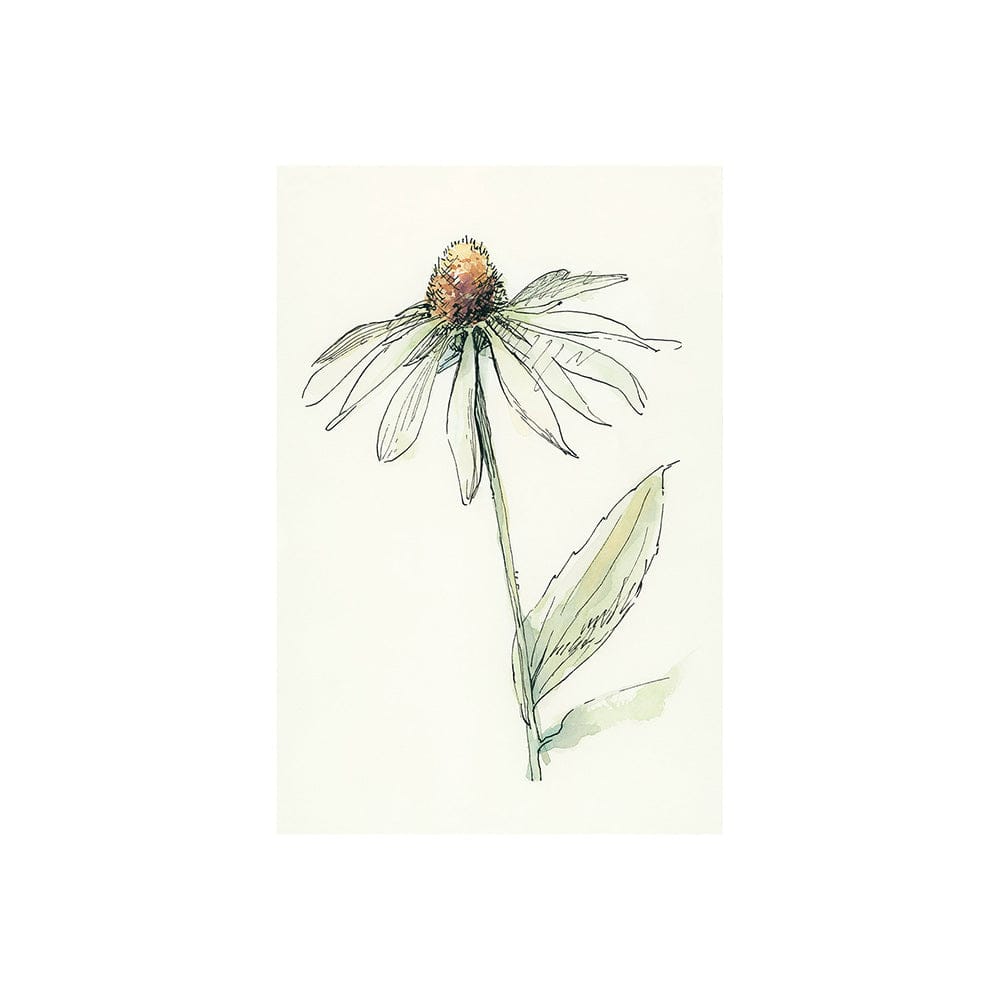 Mercana - Echinacea II by Mercana Studio a Hand Embellished Textured Canvas - 101885-S view 1