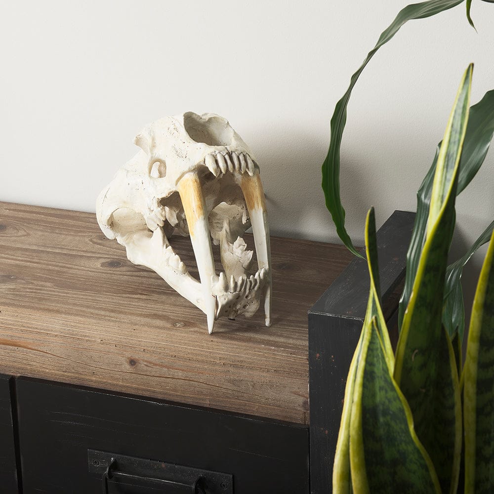 Mercana - Fozzil 9L x 9W Resin Sabretooth Skull Replica - 57425 view 12