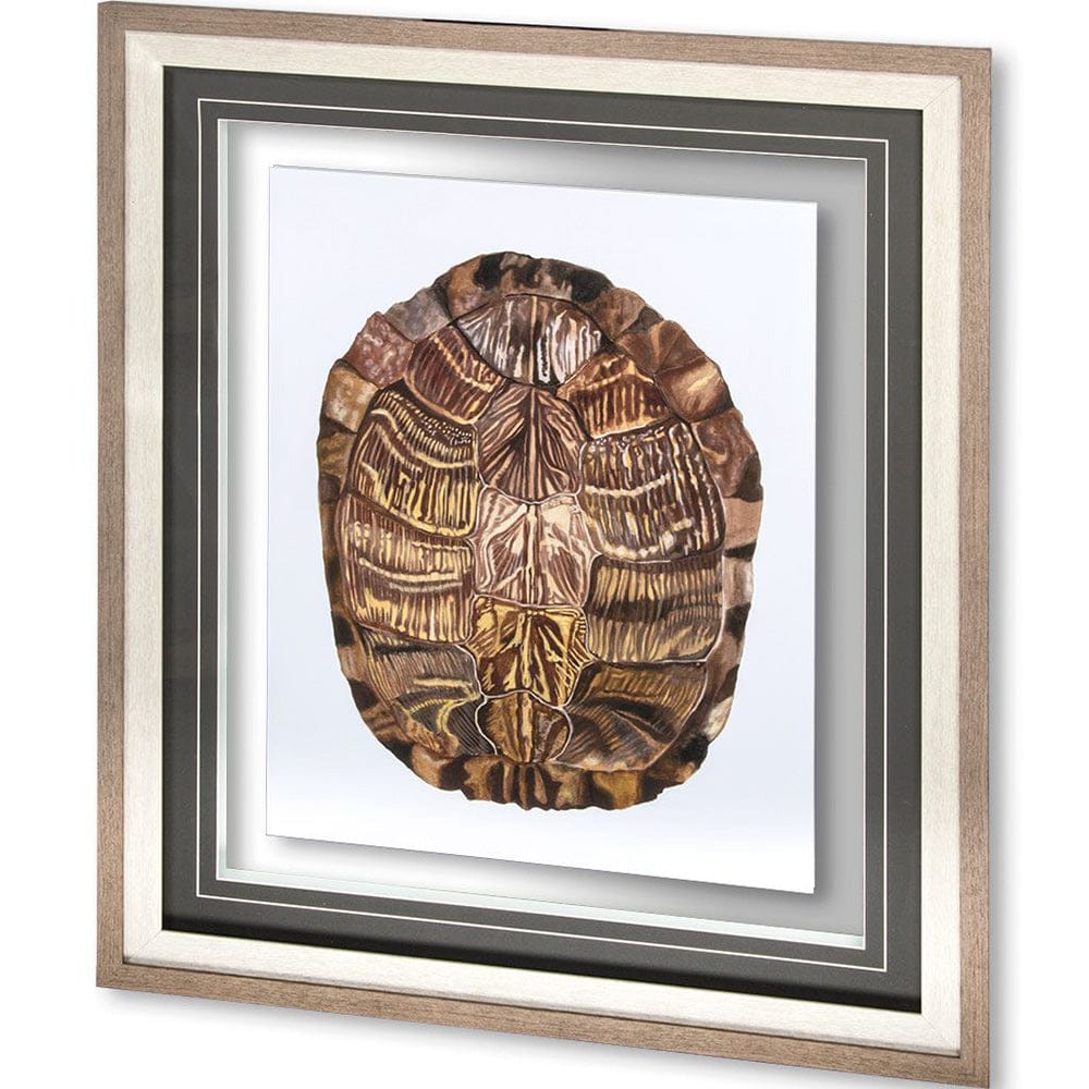 Mercana - Tortoise Shell Detail I by Naomi McCavitt a Framed Art Print Matted under Glass - 10071 view 1