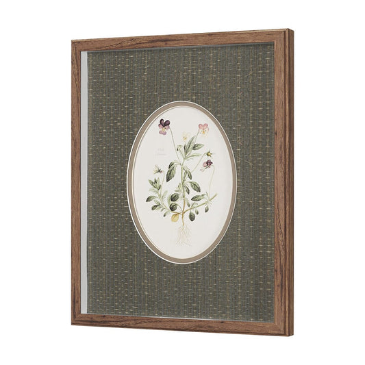 Mercana - Viola Arvensis Flowers by Pierre Joseph Redoute a Hand Embellished Framed Print under Glass - 15808 view 2