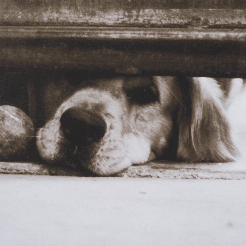 Mercana - We See You Dogs by Jim Dratfield Framed Photo Print under Glass - 15818 view 7