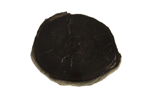 Phillips Collection - Petrified Wood Coffee Table, SS Legs, Assorted - ID85629 veiw 2