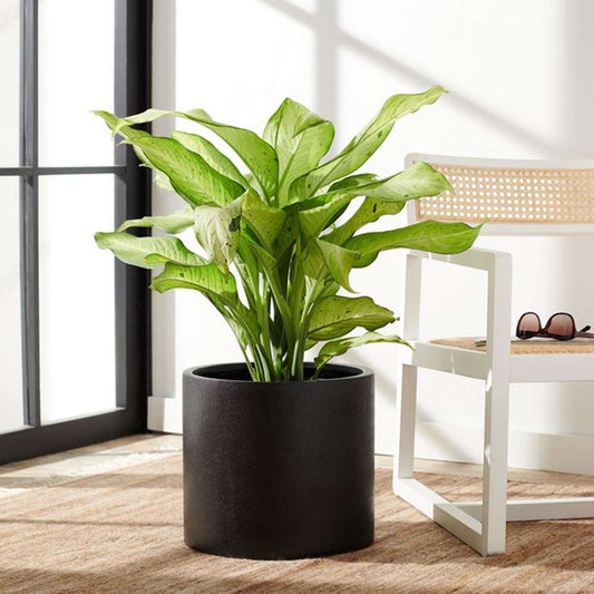 Safavieh - Braslen Planter - Black - PAT1516A veiw 2