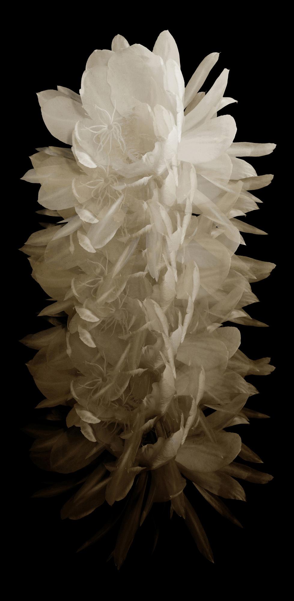 Wendover Art Group - Cereus 1, No Frame - WPH1627 veiw 1