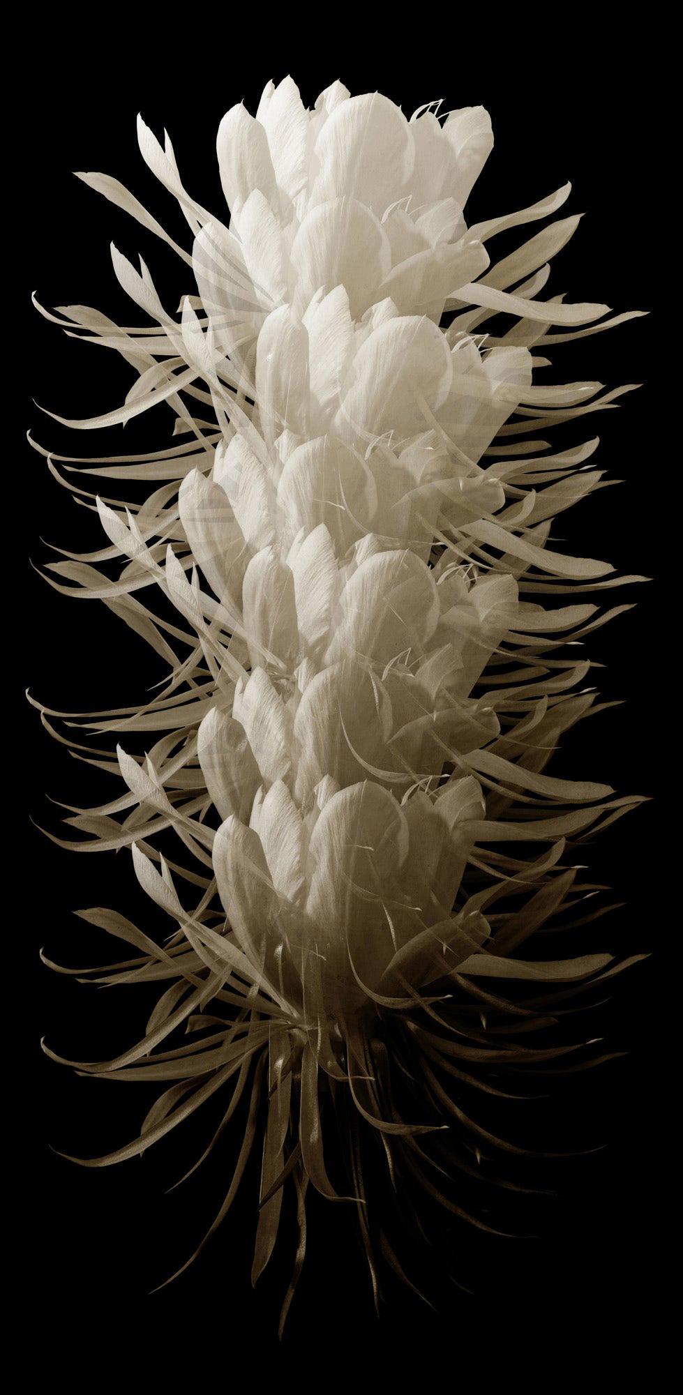 Wendover Art Group - Cereus 2, No Frame - WPH1628 veiw 1