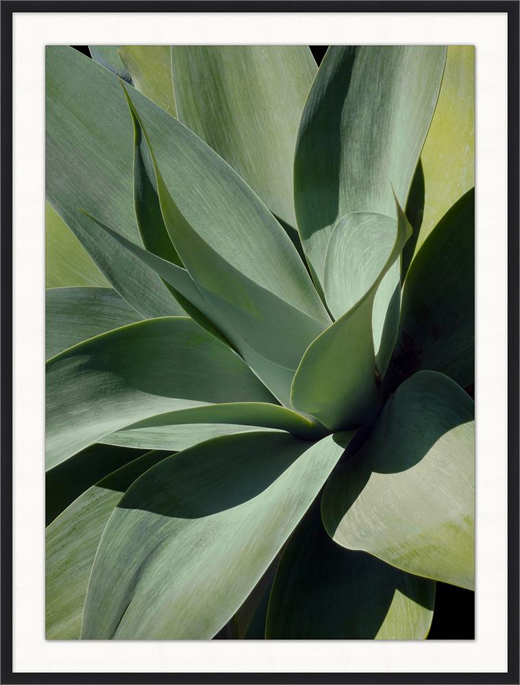 Wendover Art Group - Christopher Kennedy Bold Agave 1, Matte Black - CK0511 veiw 1