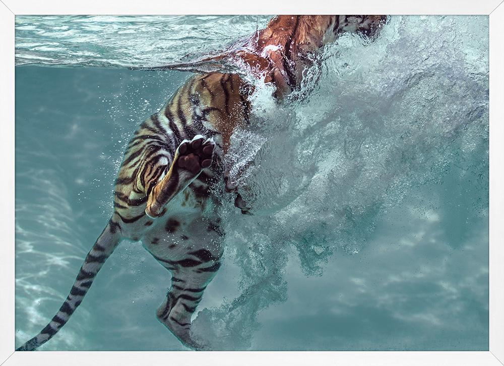 Wendover Art Group - Mat Sanders Tiger Swim 1, White - WCON012 veiw 1