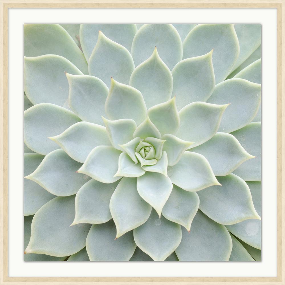 Wendover Art Group - Soft Succulent 1, Off-White Woodgrain - WPH1629 veiw 1
