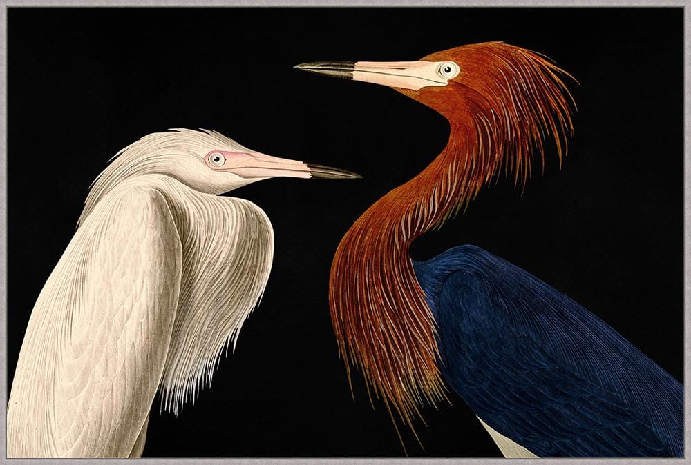 Wendover Art Group - Thom Filicia Audubon Conversation, Floater Frame - Gray Driftwood - WTFH0994 veiw 1