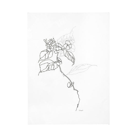 Mercana Arrangement Collection