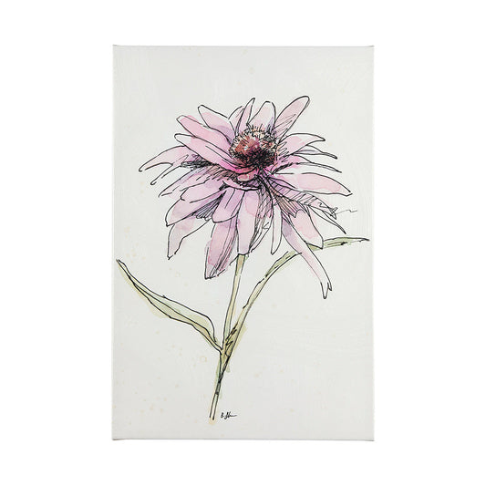 Mercana Echinacea Collection