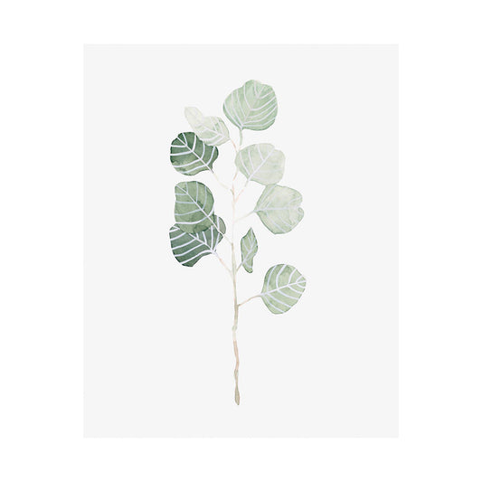 Mercana Soft Collection