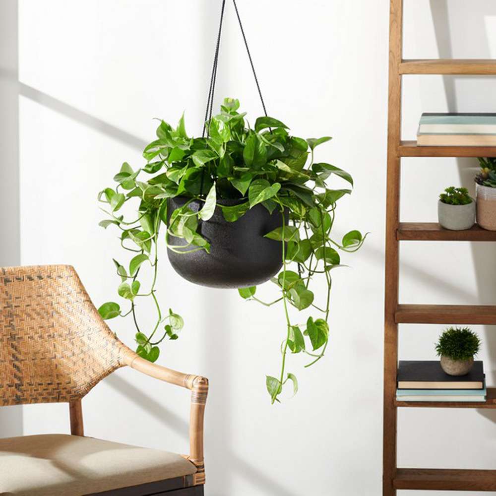 Safavieh - Rancer Planter - Black - PAT1527A veiw 2