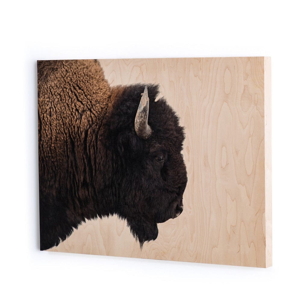 Four Hands - American Bison by Getty Images - Maple Box - ULOF-3620-6040 view 2