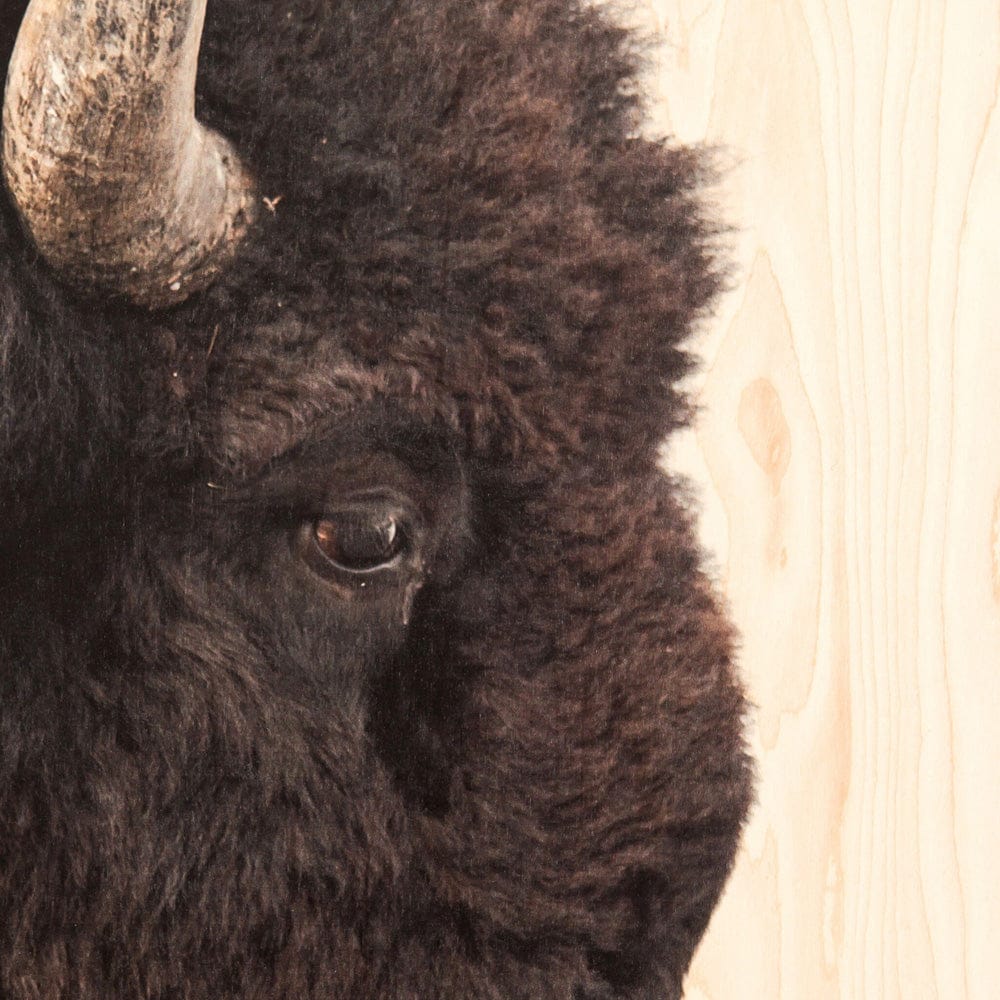 Four Hands - American Bison by Getty Images - Maple Box - ULOF-3620-6040 view 4
