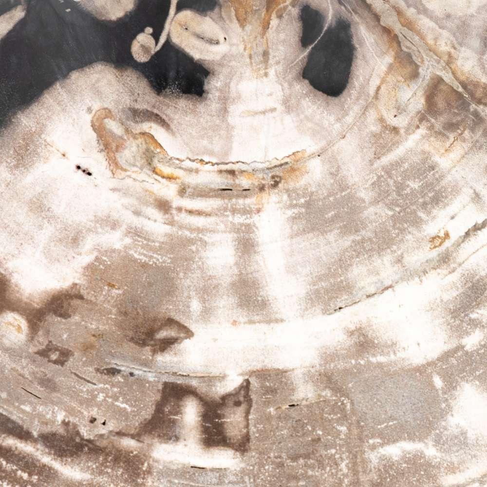 Four Hands - Petrified Wood Organic Sculpture - Dark - 227720-001 veiw 5