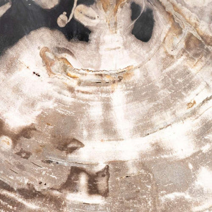 Four Hands - Petrified Wood Organic Sculpture - Dark - 227720-001 veiw 5