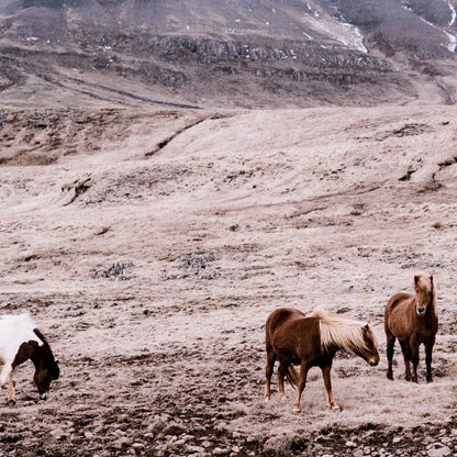 Four Hands - Wild Horses - Walnut 2.5 - ULOF-5000815-6040 view 4