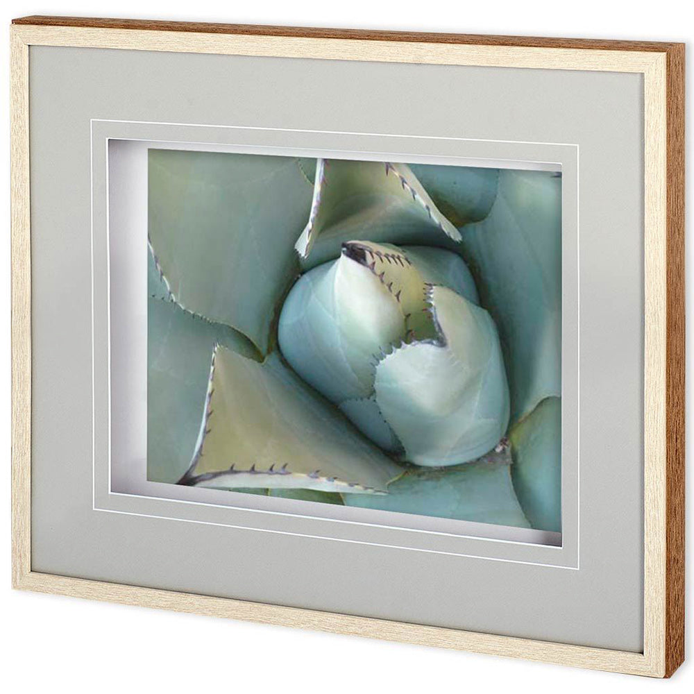 Mercana - Agave Detail III by Alison Jerry a Framed Art Print Matted under Glass - 11115 view 1