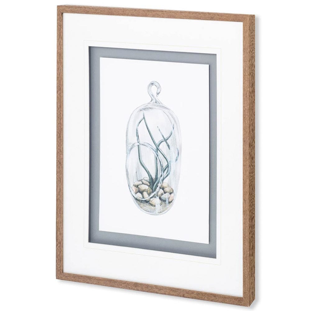 Mercana - Air Plant 1 by Harvey, Brenna a Framed Art Print Matted under Glass - 10292 view 1
