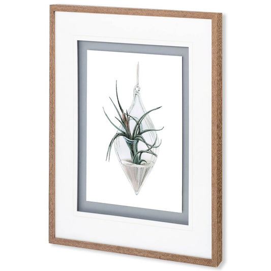 Mercana - Air Plant 2 by Harvey, Brenna a Framed Art Print Matted under Glass - 10293 view 1