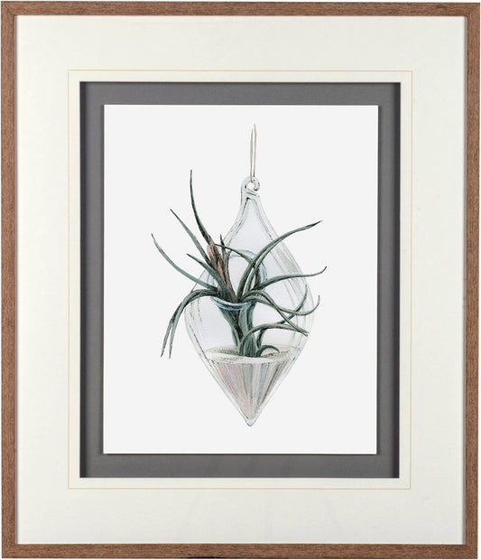 Mercana - Air Plant 2 by Harvey, Brenna a Framed Art Print Matted under Glass - 10293 view 2
