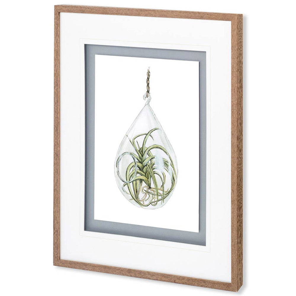 Mercana - Air Plant 3 by Harvey, Brenna a Framed Art Print Matted under Glass - 10294 view 1