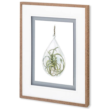 Mercana - Air Plant 3 by Harvey, Brenna a Framed Art Print Matted under Glass - 10294 view 1