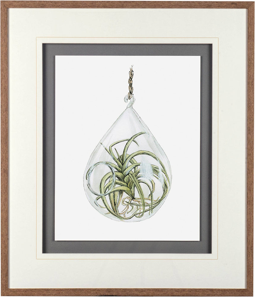 Mercana - Air Plant 3 by Harvey, Brenna a Framed Art Print Matted under Glass - 10294 view 2