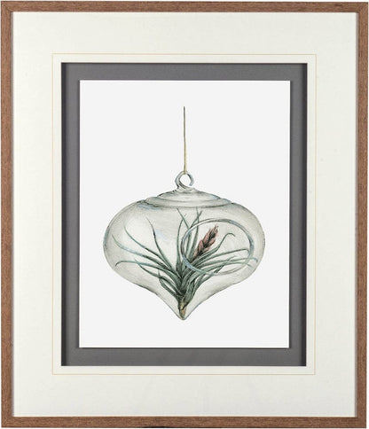 Mercana - Air Plant 4 by Harvey, Brenna a Framed Art Print Matted under Glass - 10295 view 2
