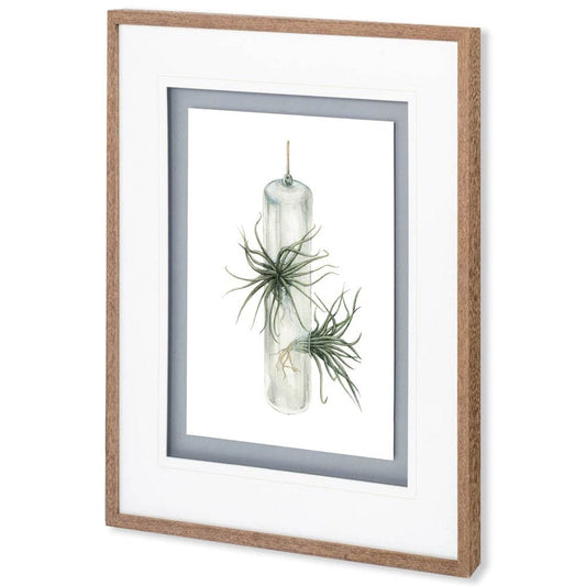Mercana - Air Plant 5 by Harvey, Brenna a Framed Art Print Matted under Glass - 10296 view 1