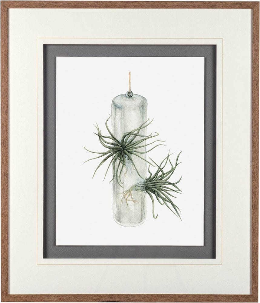 Mercana - Air Plant 5 by Harvey, Brenna a Framed Art Print Matted under Glass - 10296 view 2