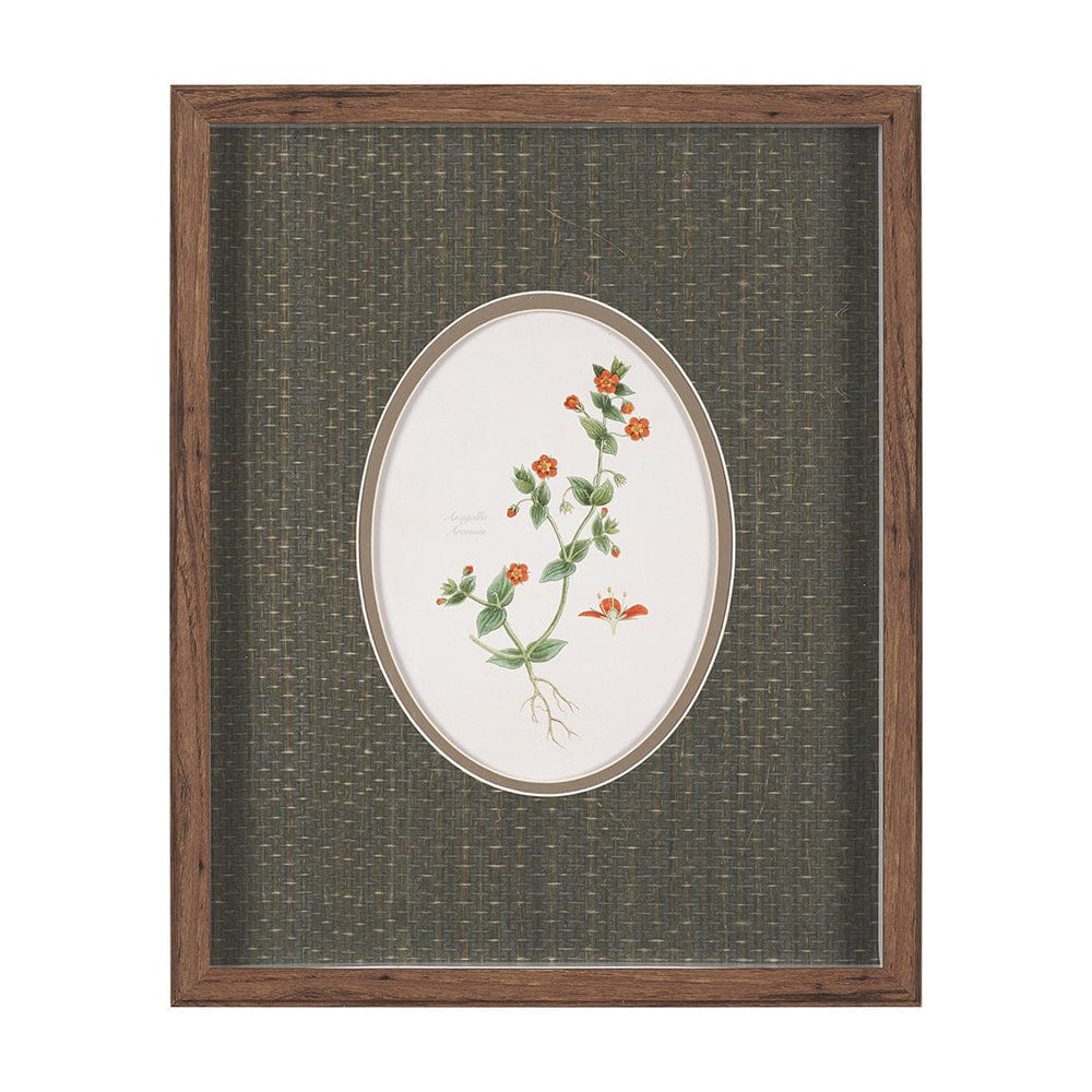 Mercana - Anagallis Arvensis Flowers by Pierre Joseph Redoute a Hand Embellished Framed Print under Glass - 15807 view 1