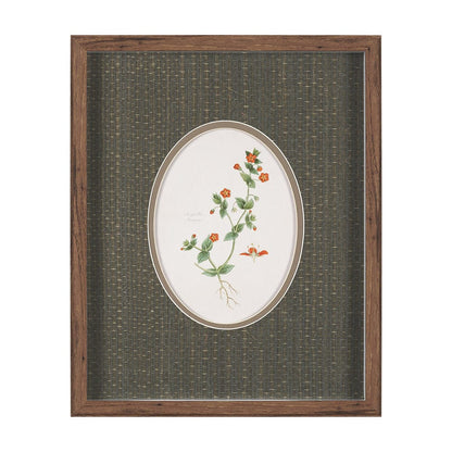 Mercana - Anagallis Arvensis Flowers by Pierre Joseph Redoute a Hand Embellished Framed Print under Glass - 15807 view 1