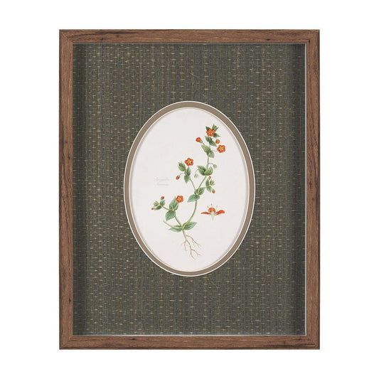 Mercana - Anagallis Arvensis Flowers by Pierre Joseph Redoute a Hand Embellished Framed Print under Glass - 15807 view 1
