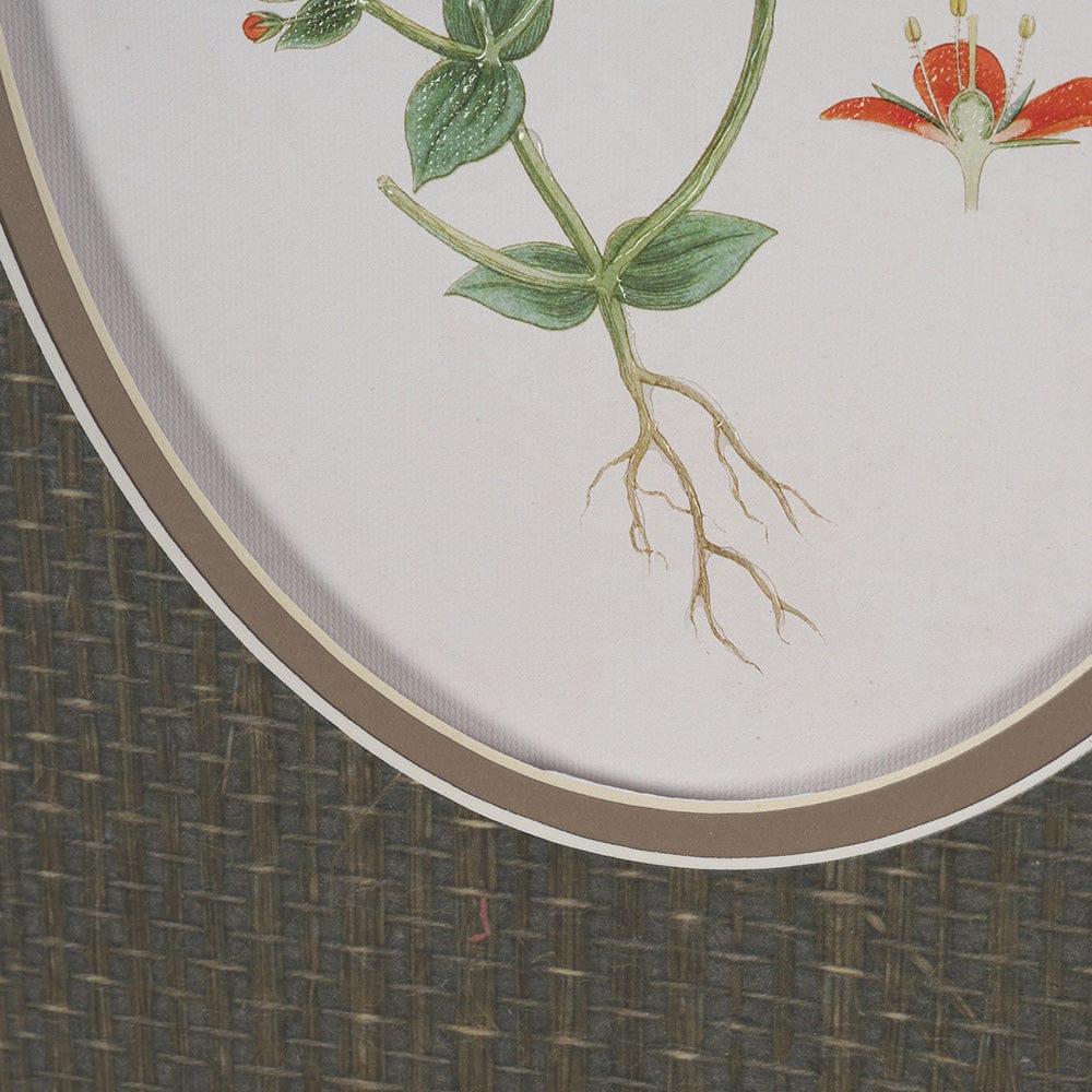 Mercana - Anagallis Arvensis Flowers by Pierre Joseph Redoute a Hand Embellished Framed Print under Glass - 15807 view 6