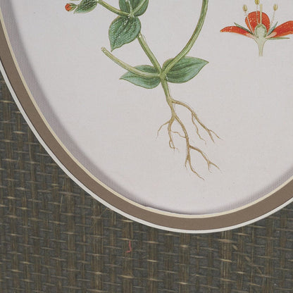 Mercana - Anagallis Arvensis Flowers by Pierre Joseph Redoute a Hand Embellished Framed Print under Glass - 15807 view 6