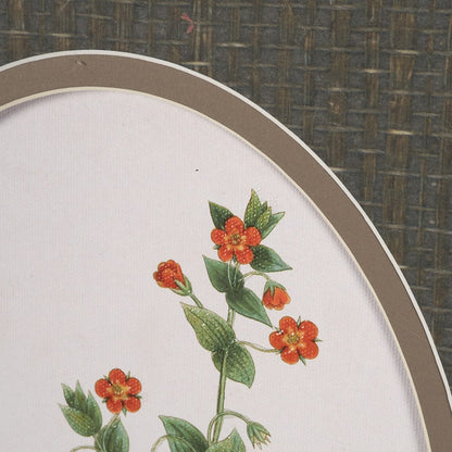 Mercana - Anagallis Arvensis Flowers by Pierre Joseph Redoute a Hand Embellished Framed Print under Glass - 15807 view 7