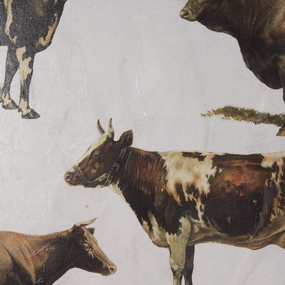 Mercana - Antique Cow Chart by Mercana Studio a Framed Art Print Matted under Glass - 10408 view 6