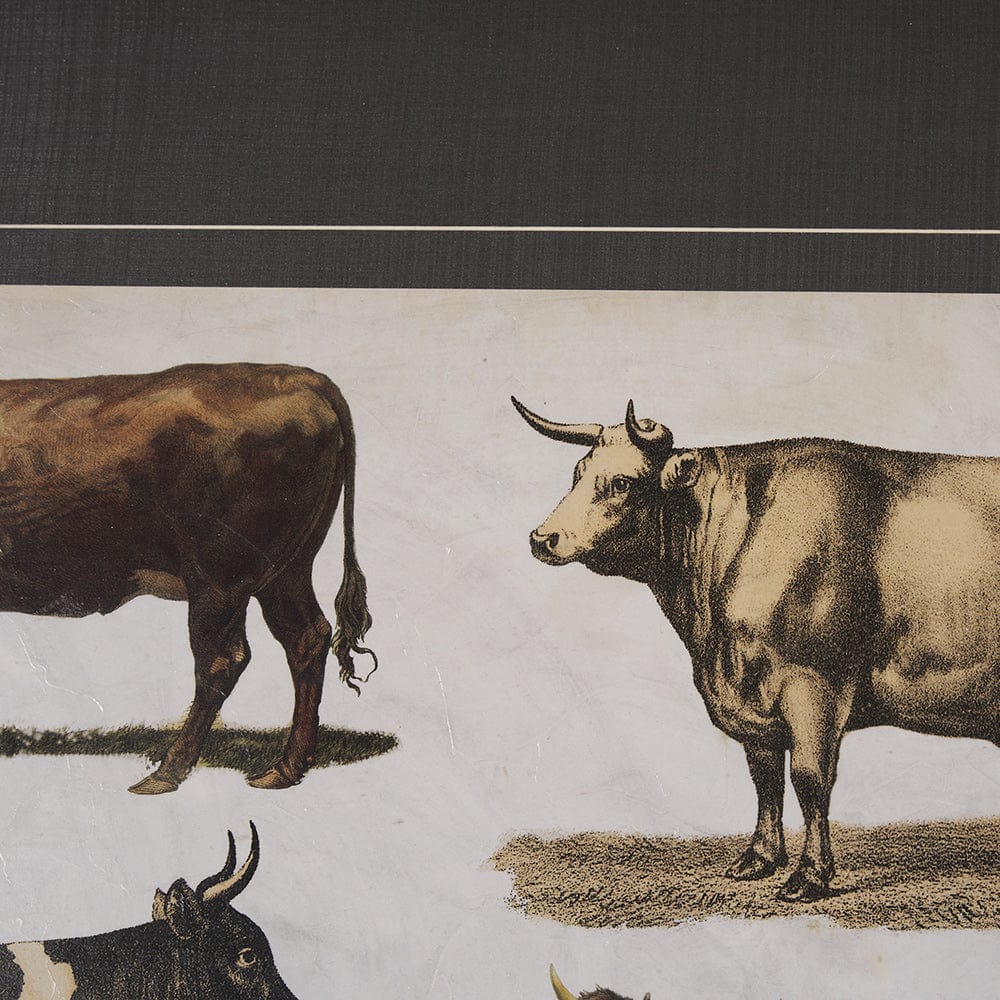 Mercana - Antique Cow Chart by Mercana Studio a Framed Art Print Matted under Glass - 10408 view 7