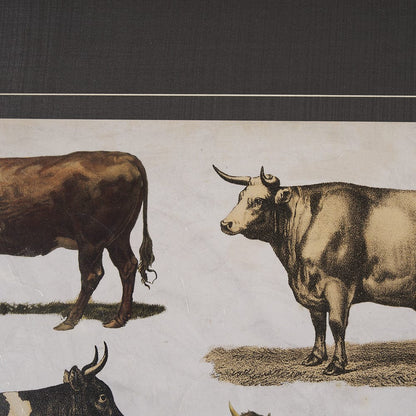 Mercana - Antique Cow Chart by Mercana Studio a Framed Art Print Matted under Glass - 10408 view 7