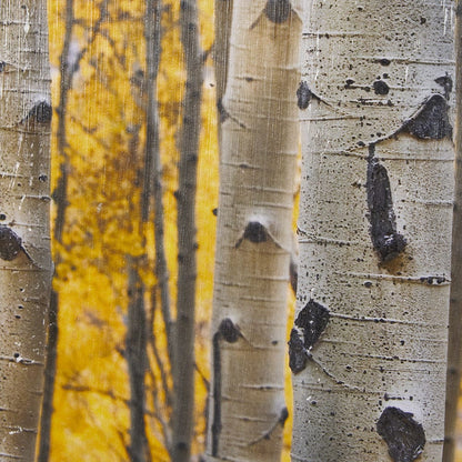 Mercana - Aspen Trees 3 by Jamie Cook a Hand Embelished Textured Framed Art Print Matted under Glass - 12962 view 8