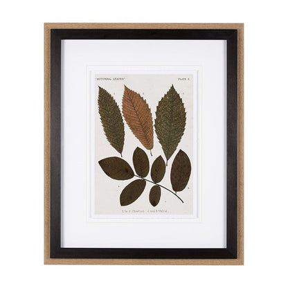 Mercana - Autumnal Leaves I by Vision Studio a Framed Art Print Matted under Glass - 10680 view 1